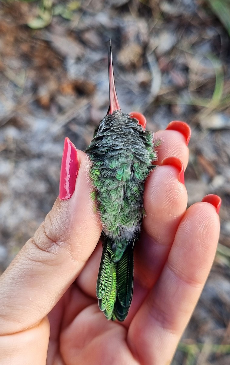 Green-tailed Goldenthroat - ML620613314