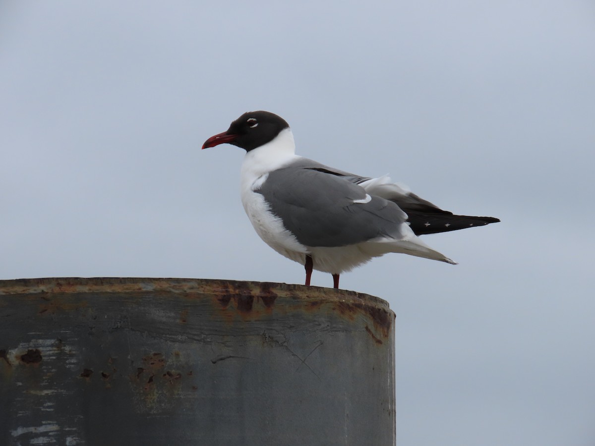 Laughing Gull - ML620613321