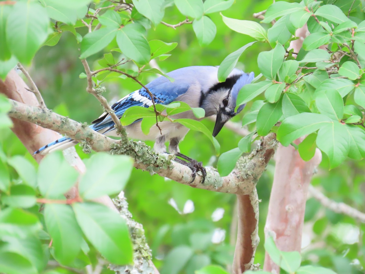 Blue Jay - ML620613323