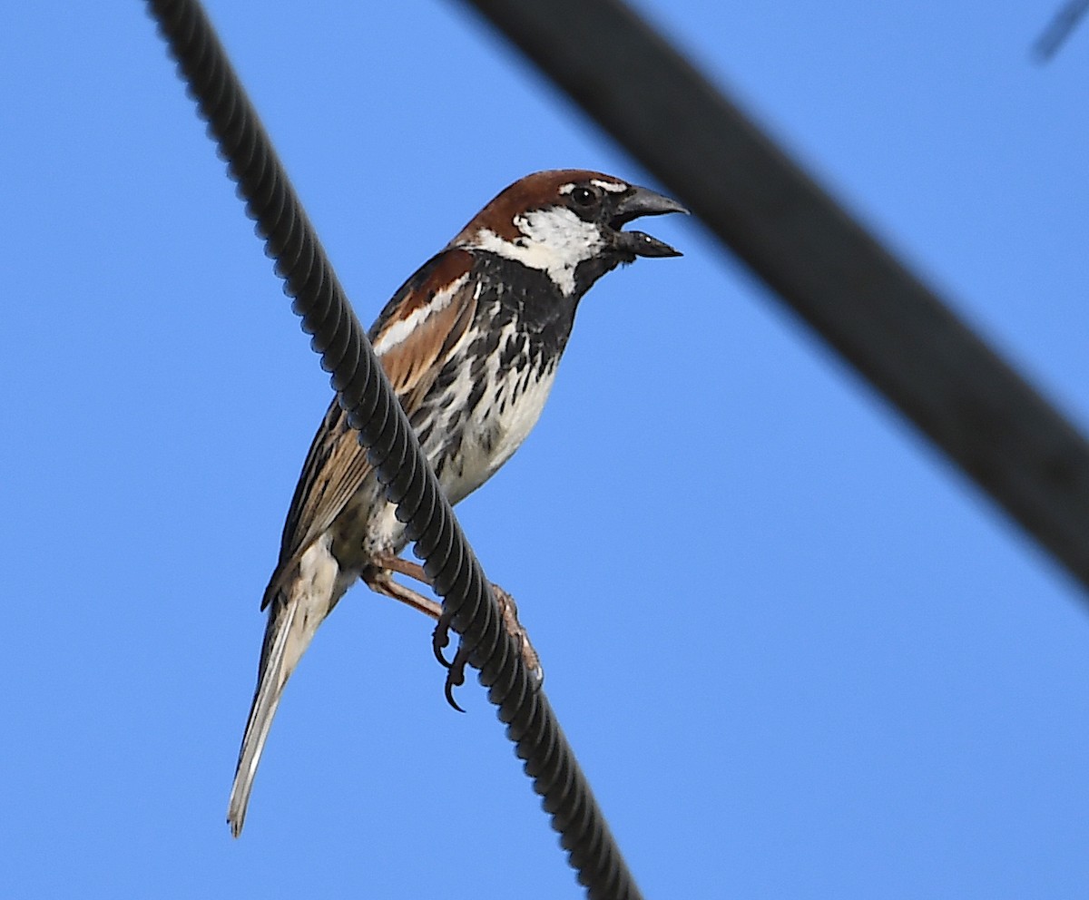 Spanish Sparrow - ML620613325