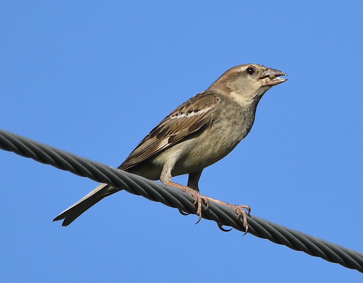 Spanish Sparrow - ML620613326