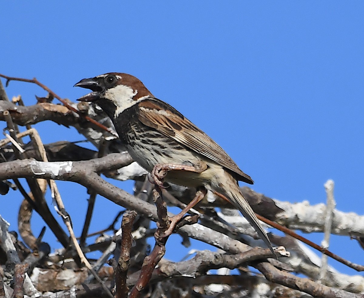 Spanish Sparrow - ML620613328