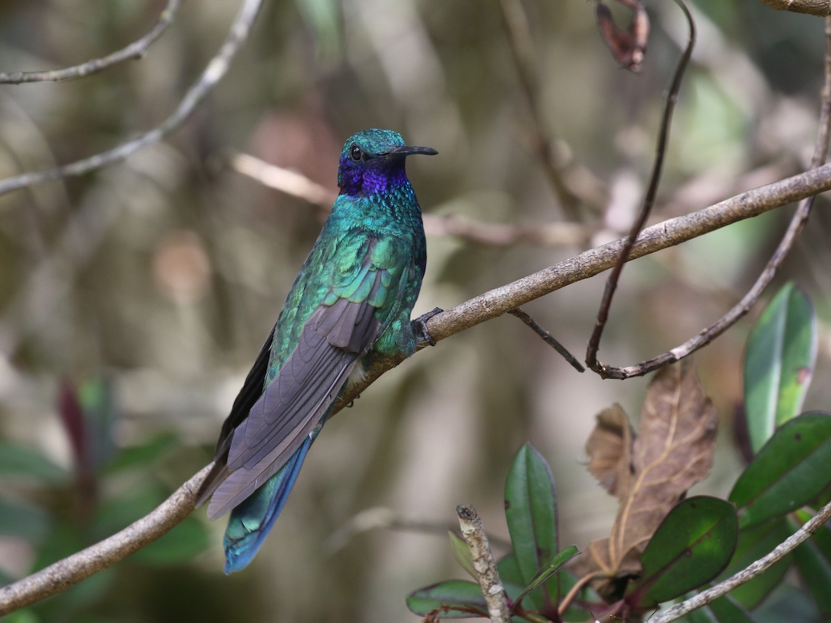 kolibřík modrolící - ML620613329
