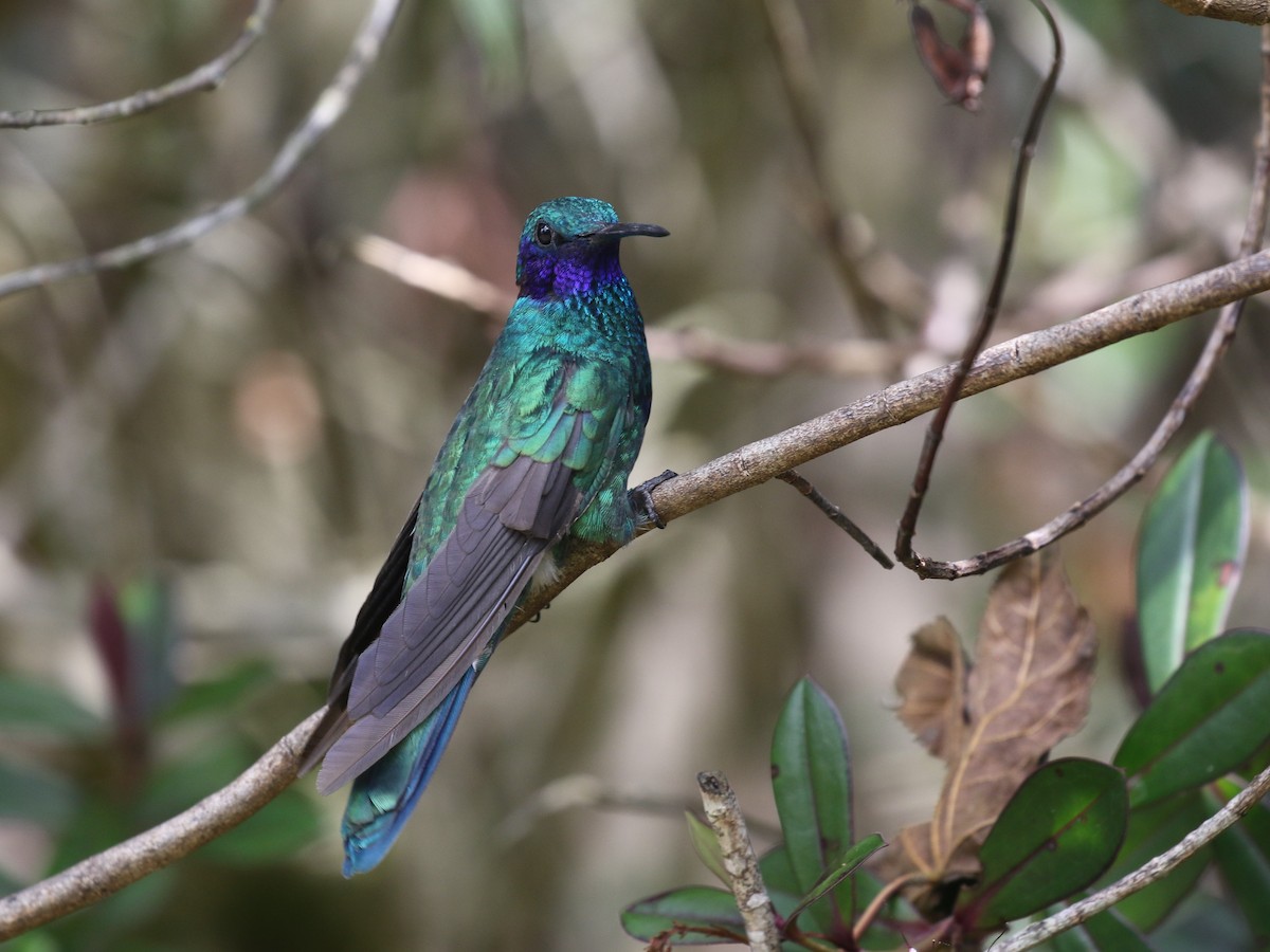 Colibrí Rutilante - ML620613329