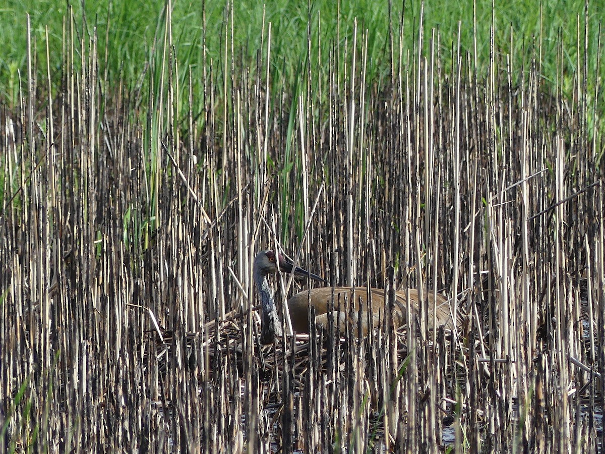 Sandhill Crane - ML620613330