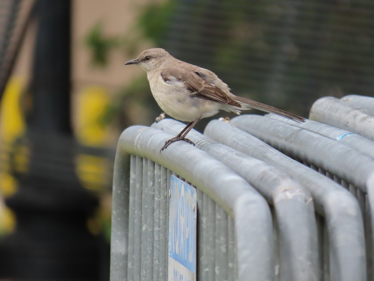 Northern Mockingbird - ML620613339