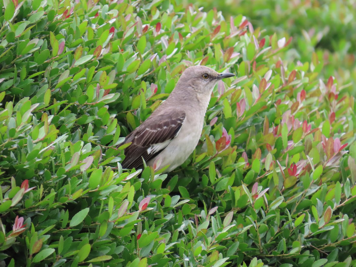 Northern Mockingbird - ML620613340