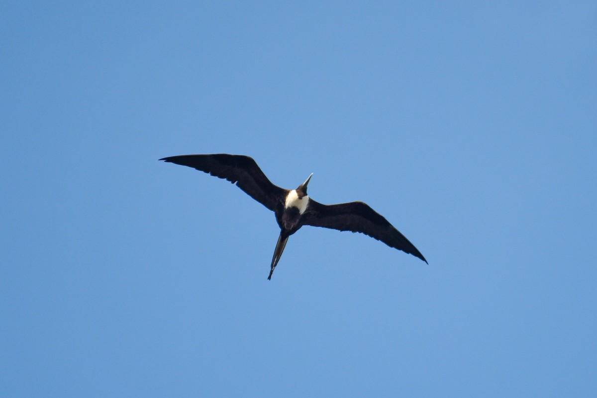 Magnificent Frigatebird - ML620613342