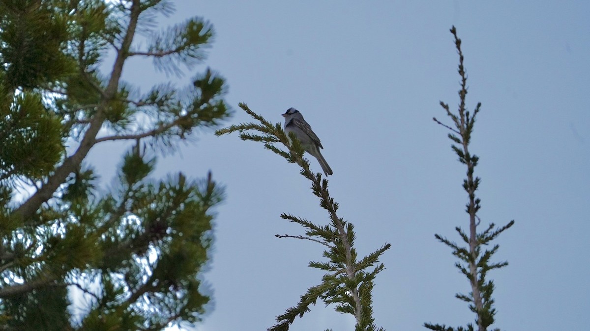 White-crowned Sparrow - ML620613344