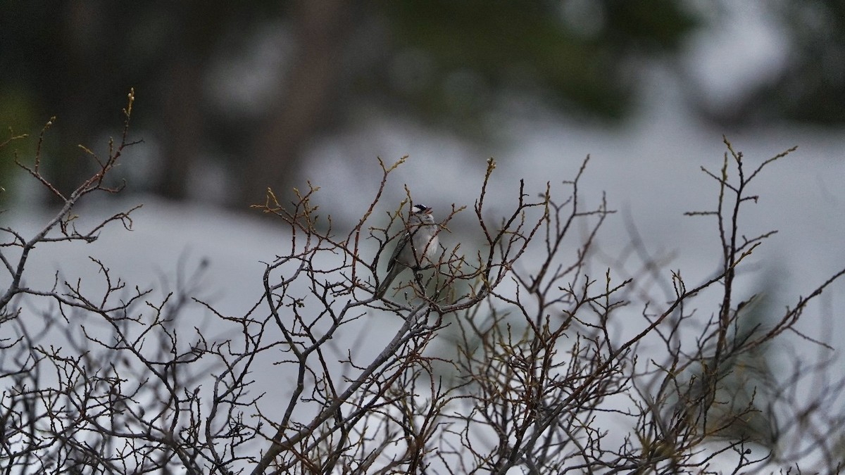 White-crowned Sparrow - ML620613345