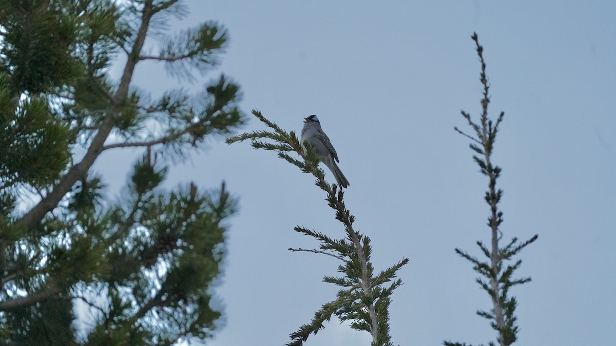 White-crowned Sparrow - ML620613346