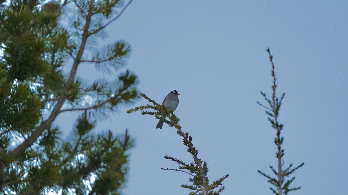 White-crowned Sparrow - ML620613347