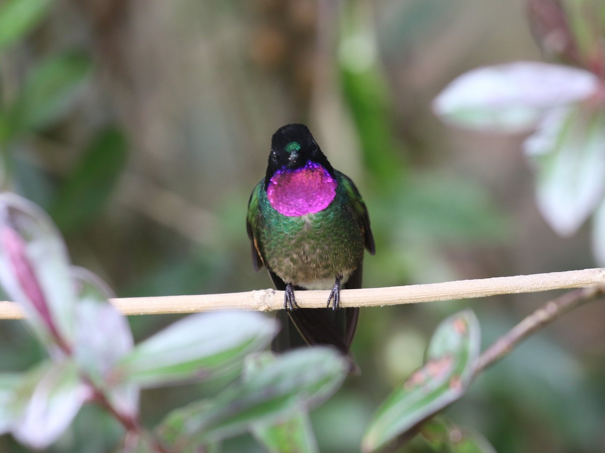 Colibrí Turmalina - ML620613348