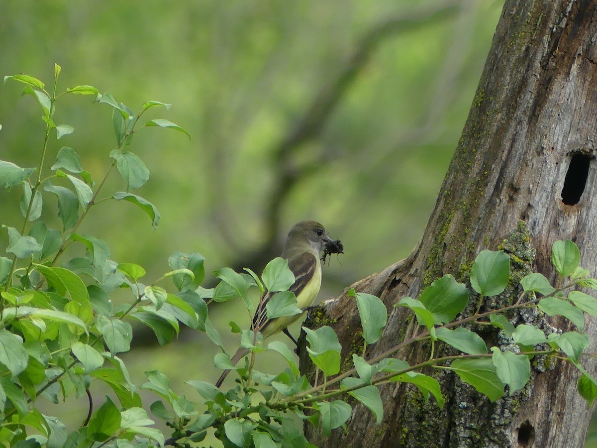 Great Crested Flycatcher - ML620613357