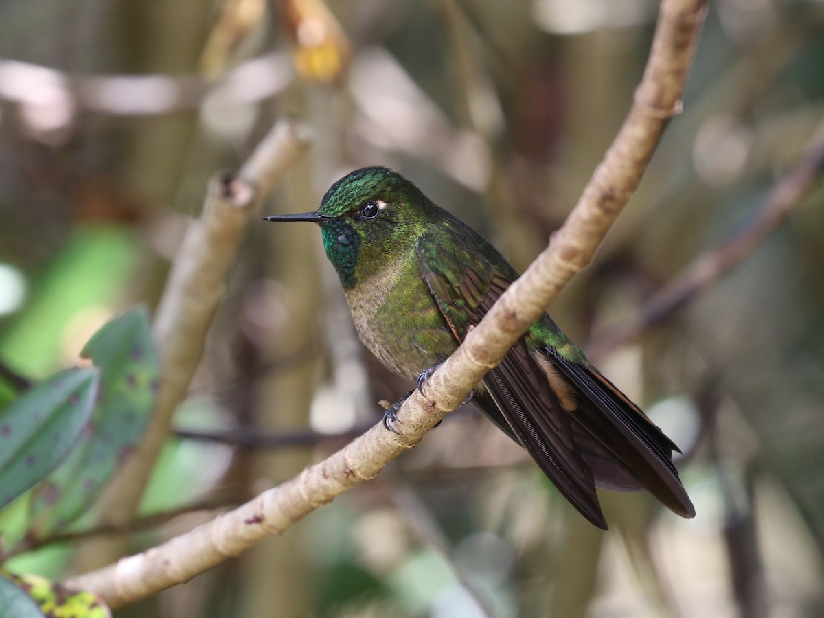 kolibřík dřišťálový - ML620613361