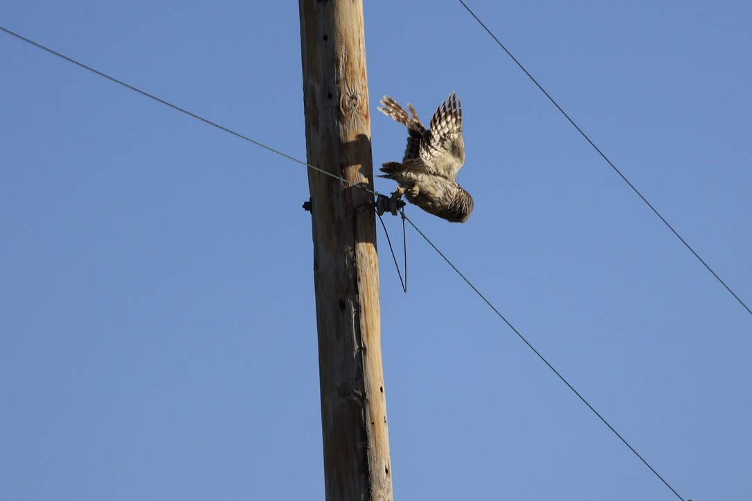 Barred Owl - ML620613364