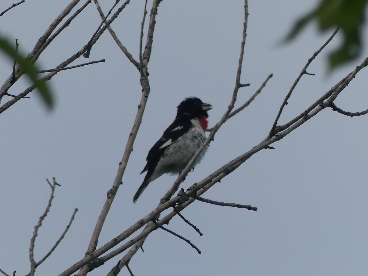 Rose-breasted Grosbeak - Chad Hansen