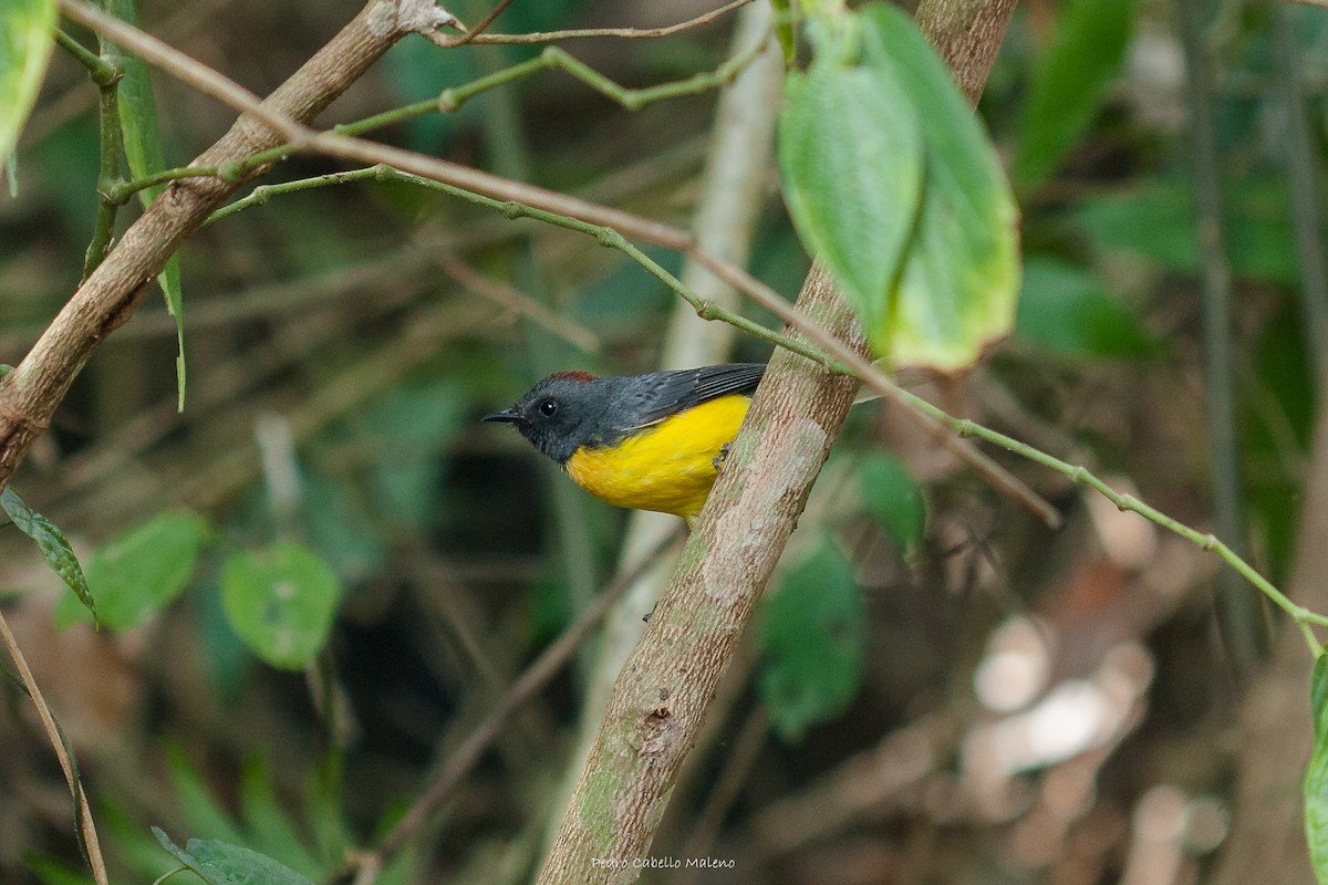 Slate-throated Redstart - ML620613368