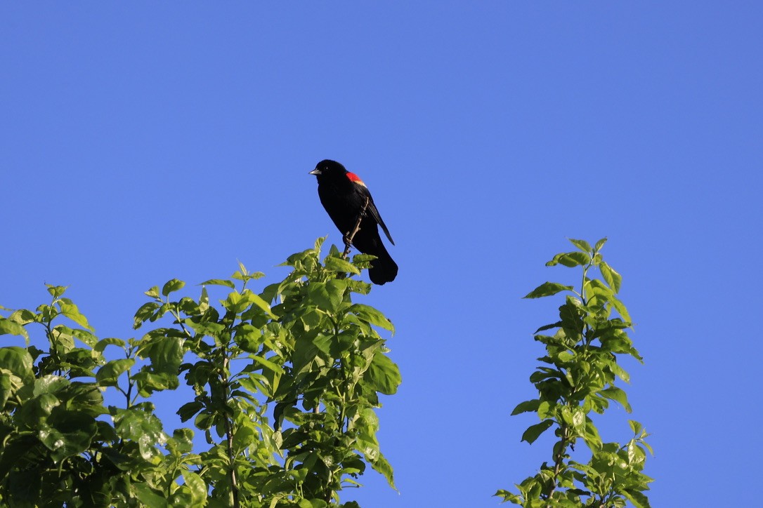 Red-winged Blackbird - ML620613370