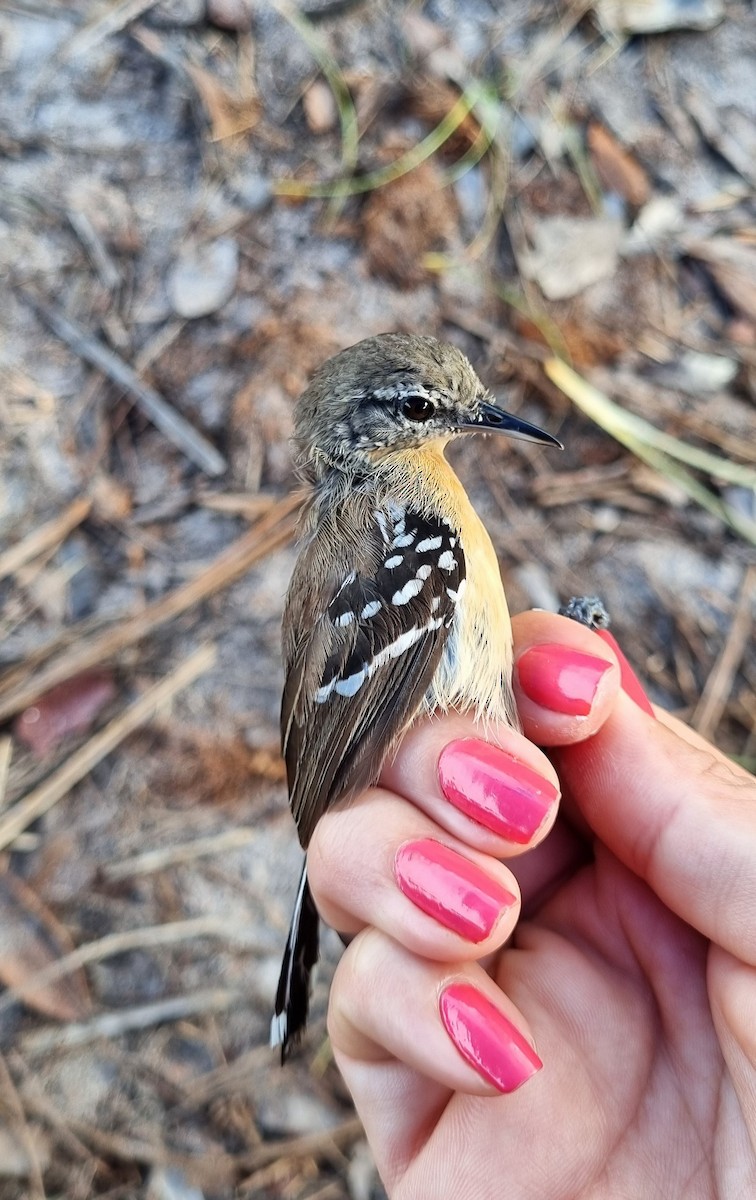 Southern White-fringed Antwren - ML620613373