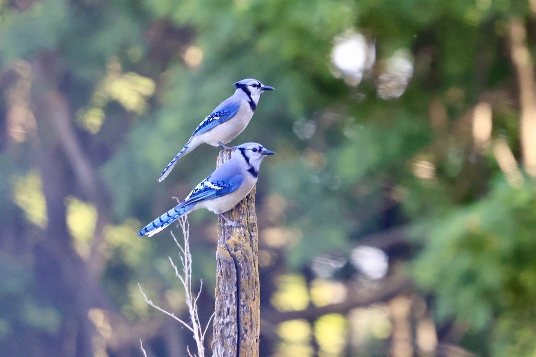 Blue Jay - ML620613383