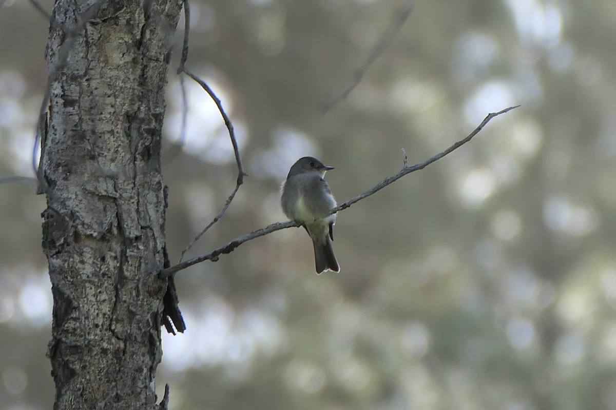 Western Wood-Pewee - ML620613384