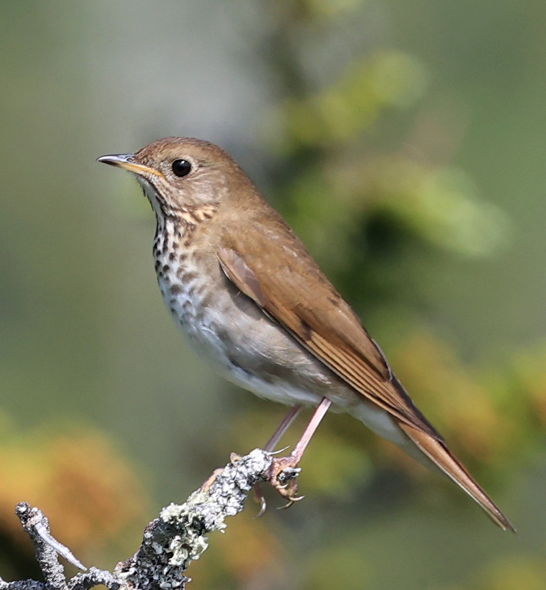 Bicknell's Thrush - ML620613385