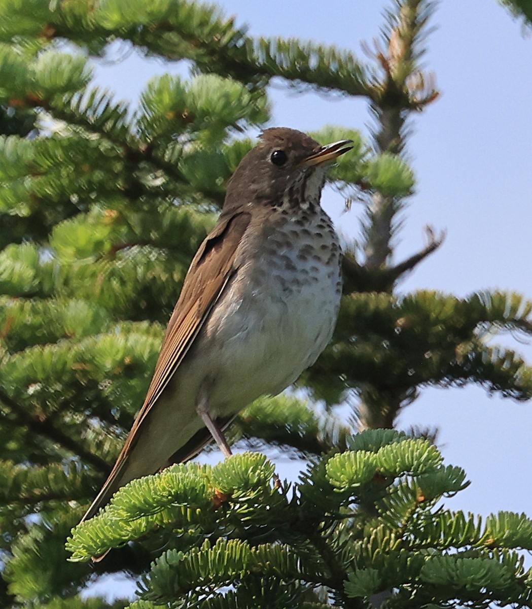 Bicknell's Thrush - ML620613386