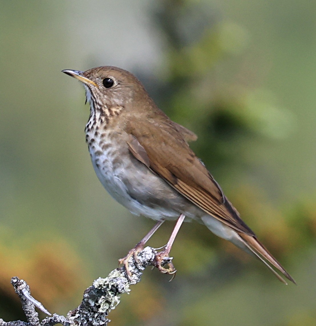 Bicknell's Thrush - ML620613387