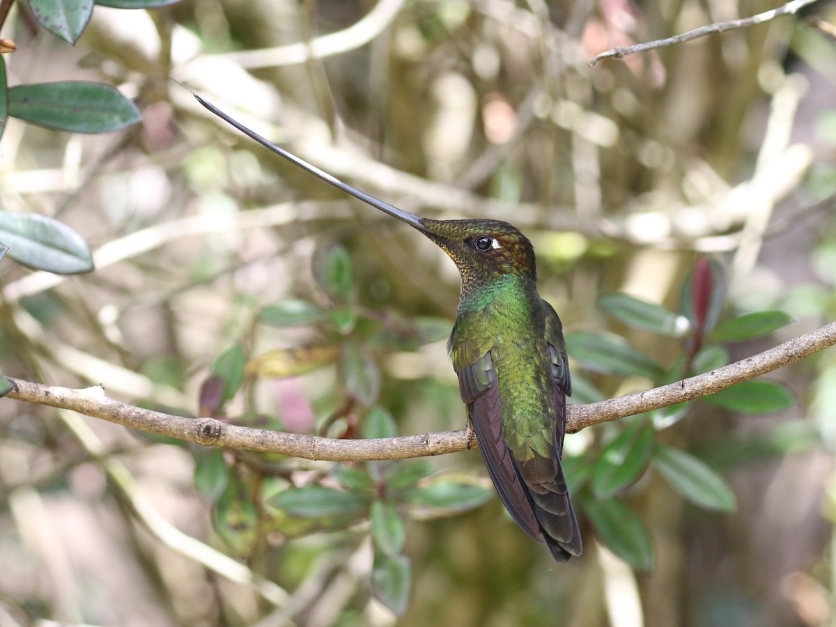 Sword-billed Hummingbird - ML620613388