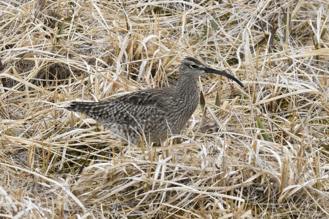 Whimbrel (Siberian) - ML620613389