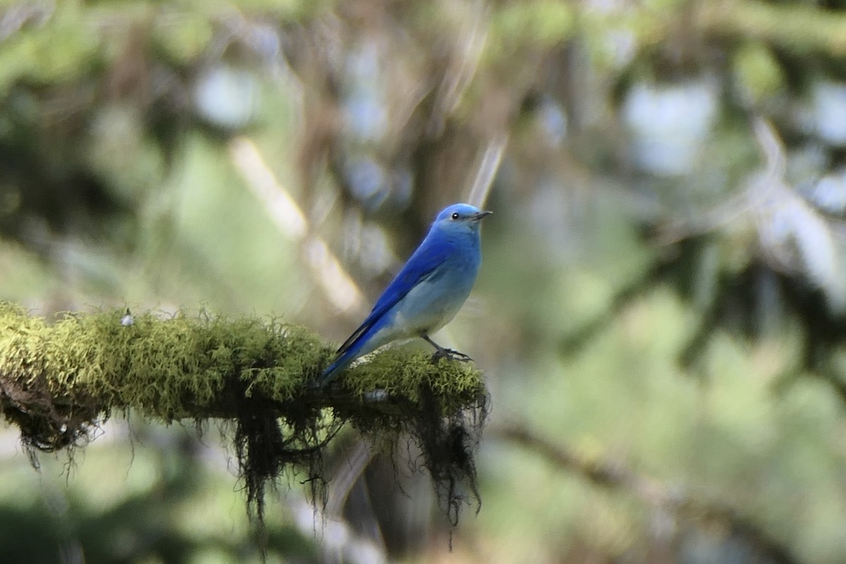 Mountain Bluebird - ML620613390