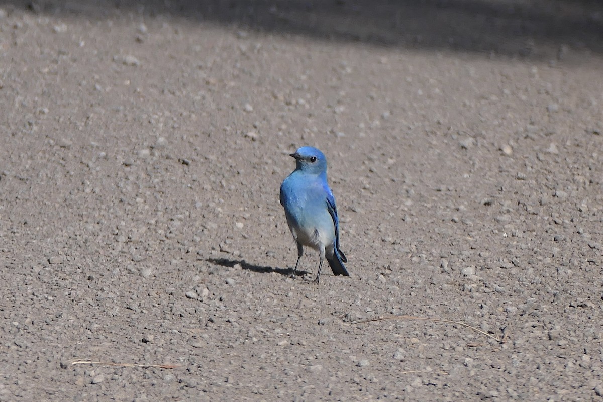 Mountain Bluebird - ML620613391