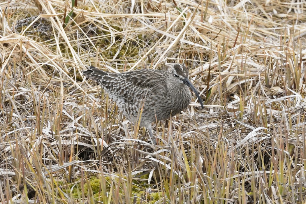 チュウシャクシギ（variegatus） - ML620613392