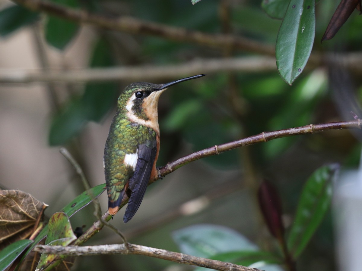 White-bellied Woodstar - ML620613394