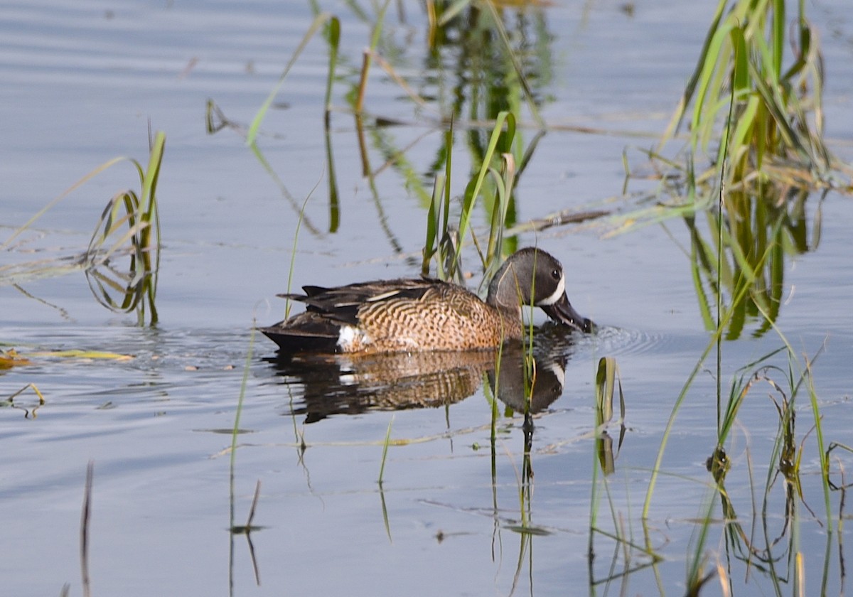 Blue-winged Teal - ML620613395