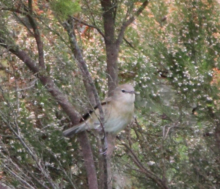 Garden Warbler - ML620613399