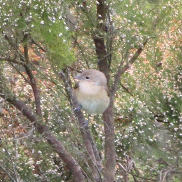 Garden Warbler - ML620613400