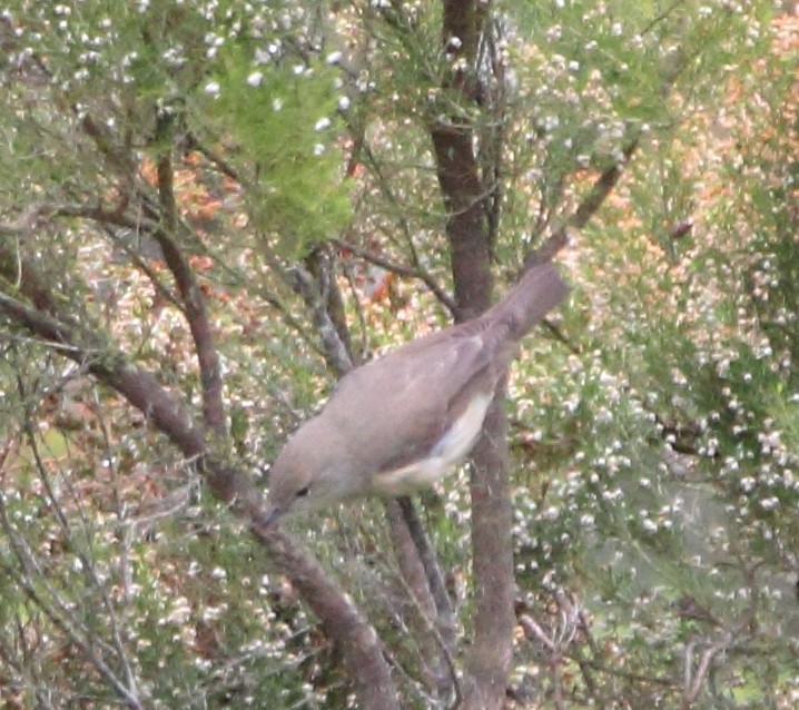 Garden Warbler - ML620613401