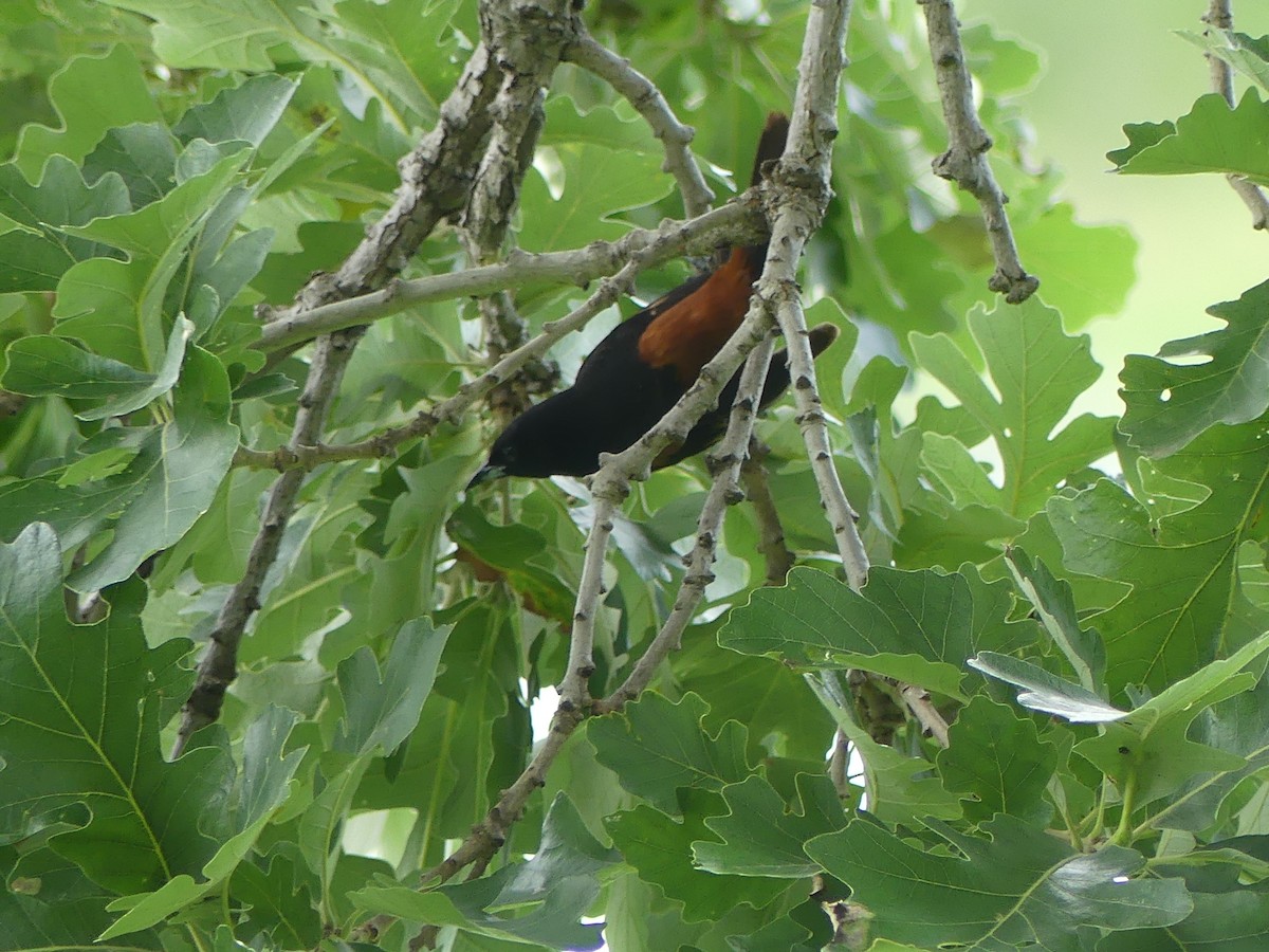 Orchard Oriole - ML620613403