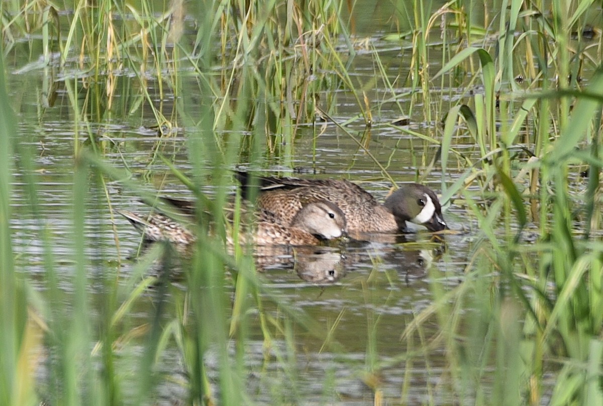 Blue-winged Teal - D & I Fennell