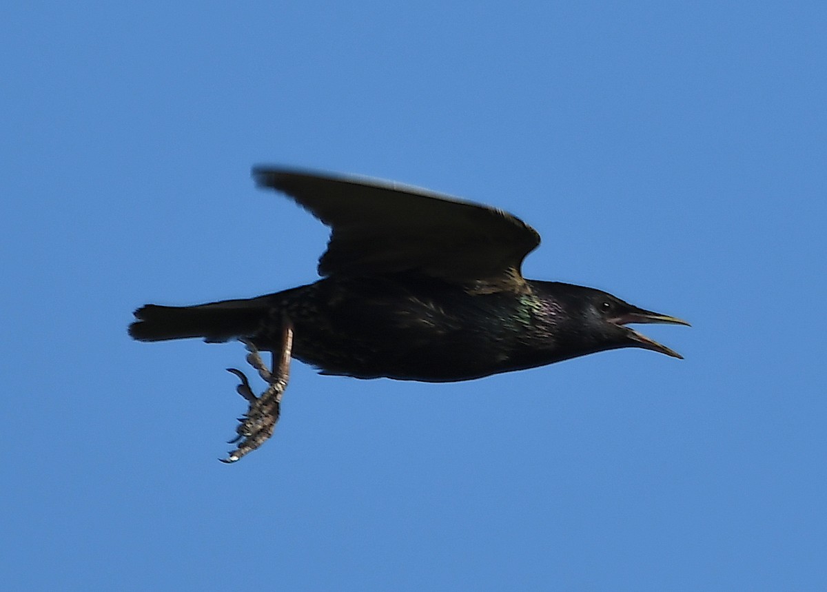 European Starling - ML620613406