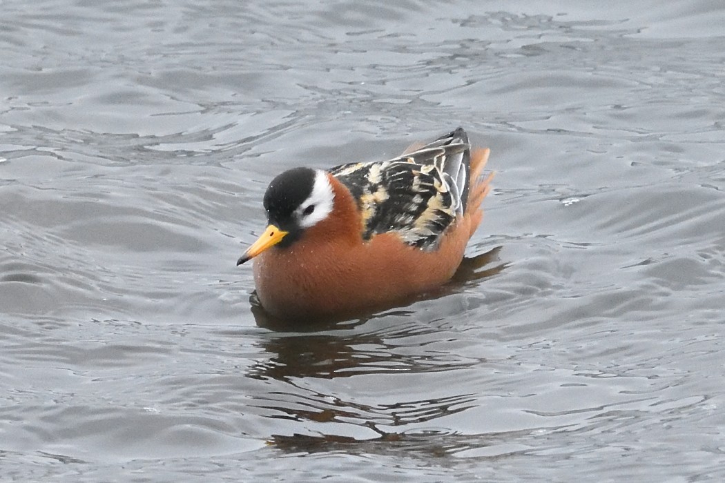 Red Phalarope - ML620613407