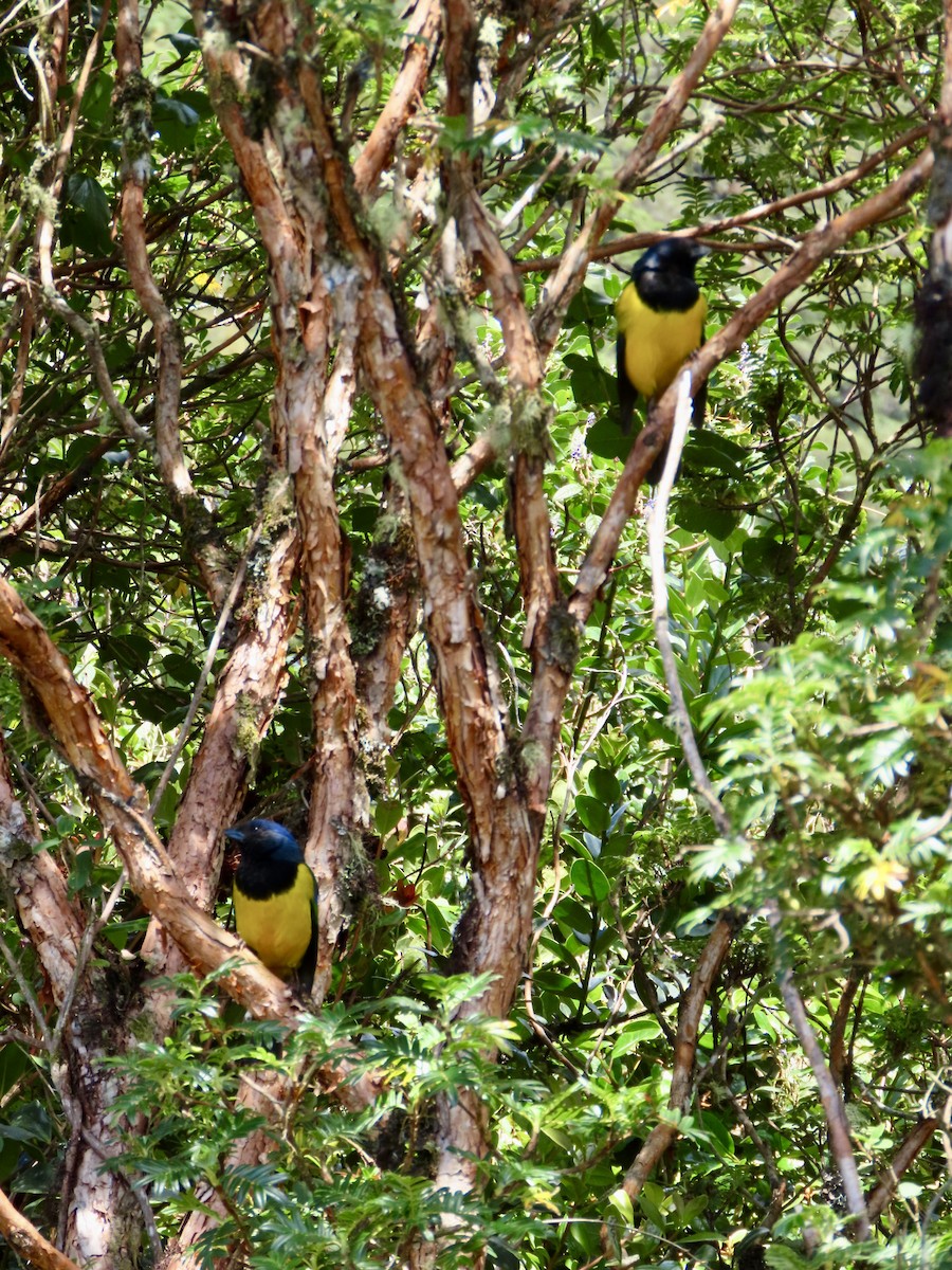 Black-chested Mountain Tanager - ML620613416