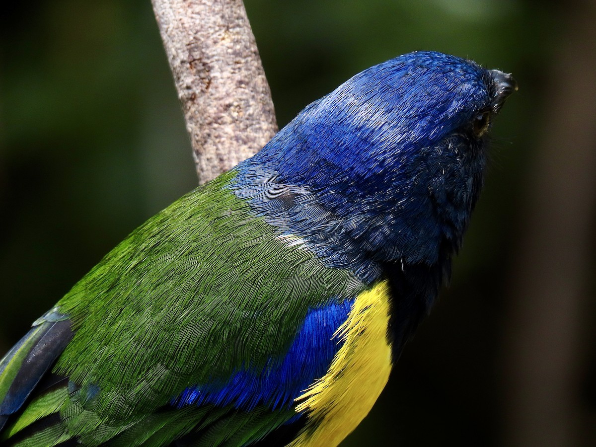 Black-chested Mountain Tanager - ML620613417