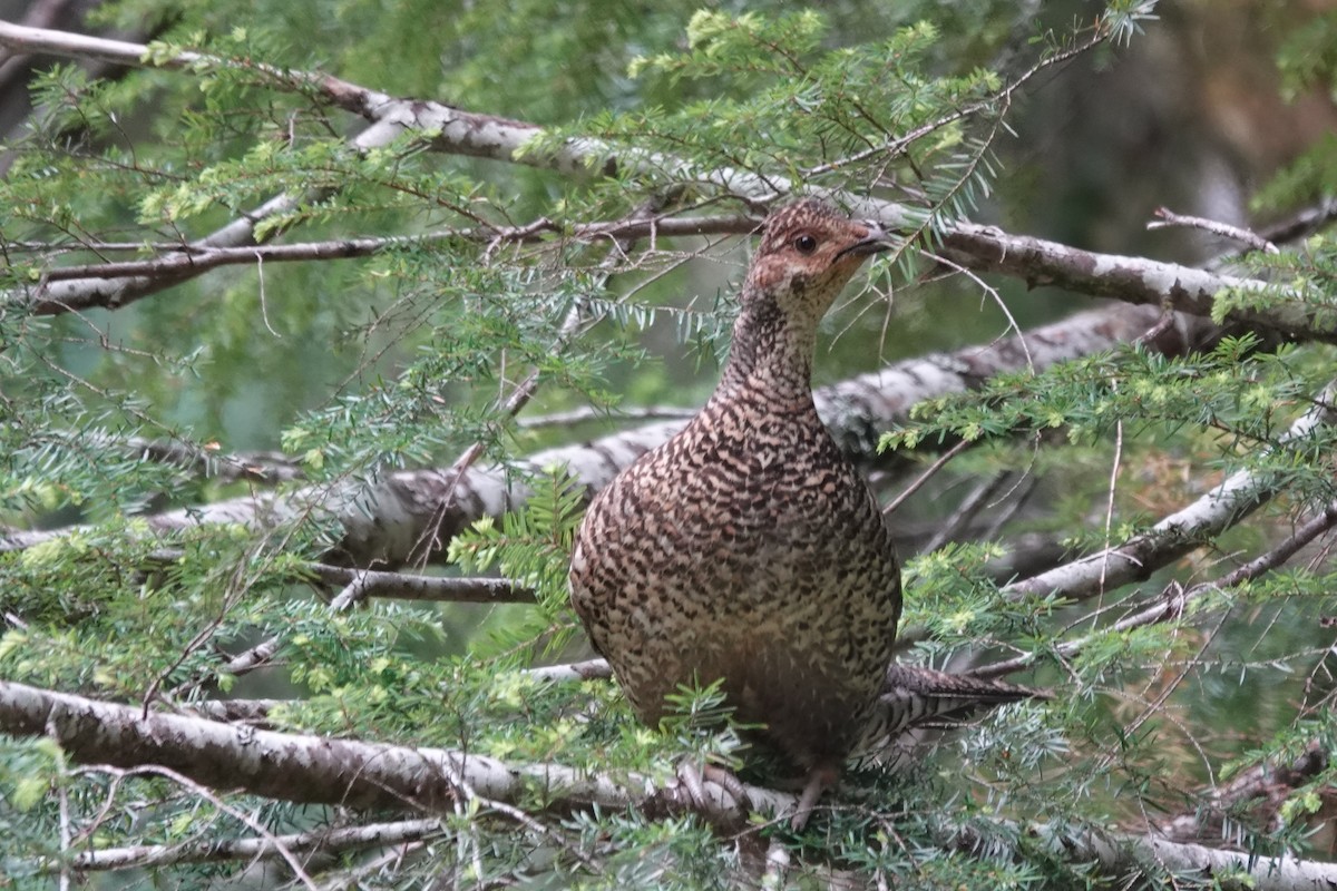 Sooty Grouse - ML620613418