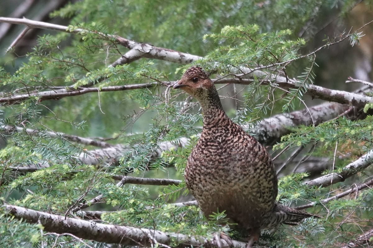 Sooty Grouse - ML620613421