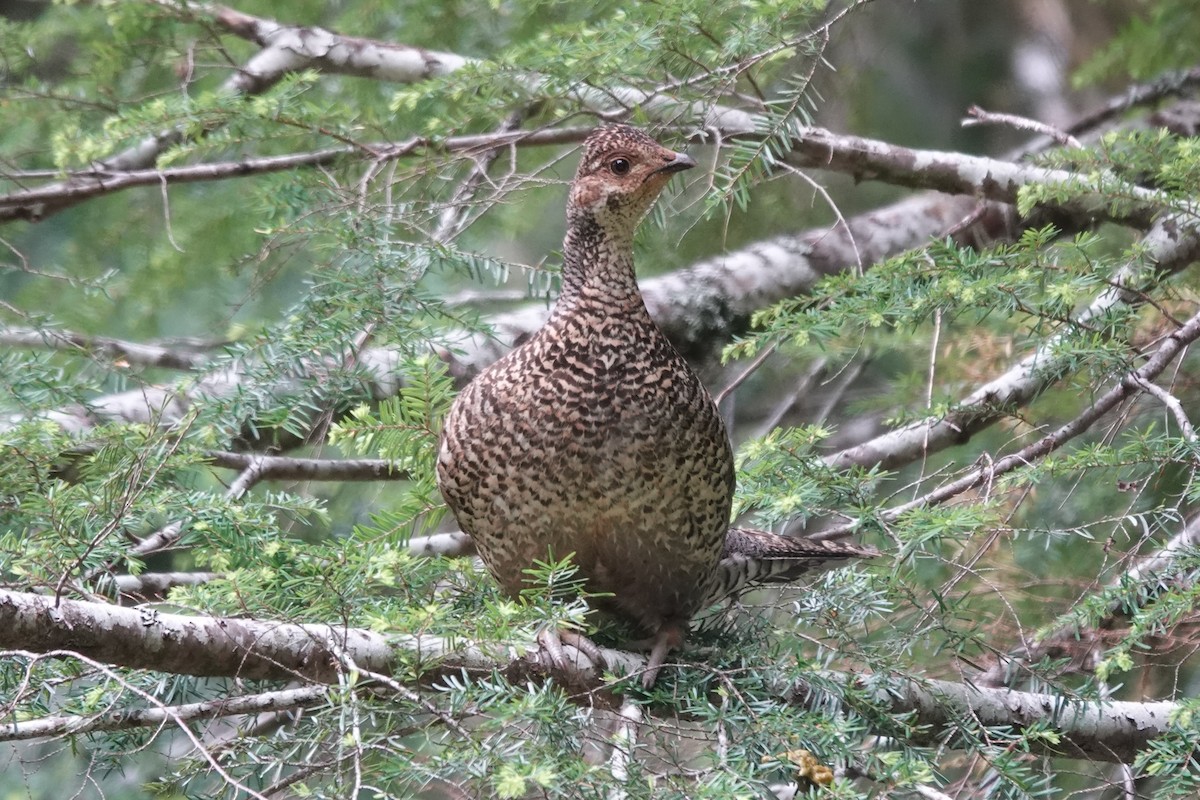 Sooty Grouse - ML620613422