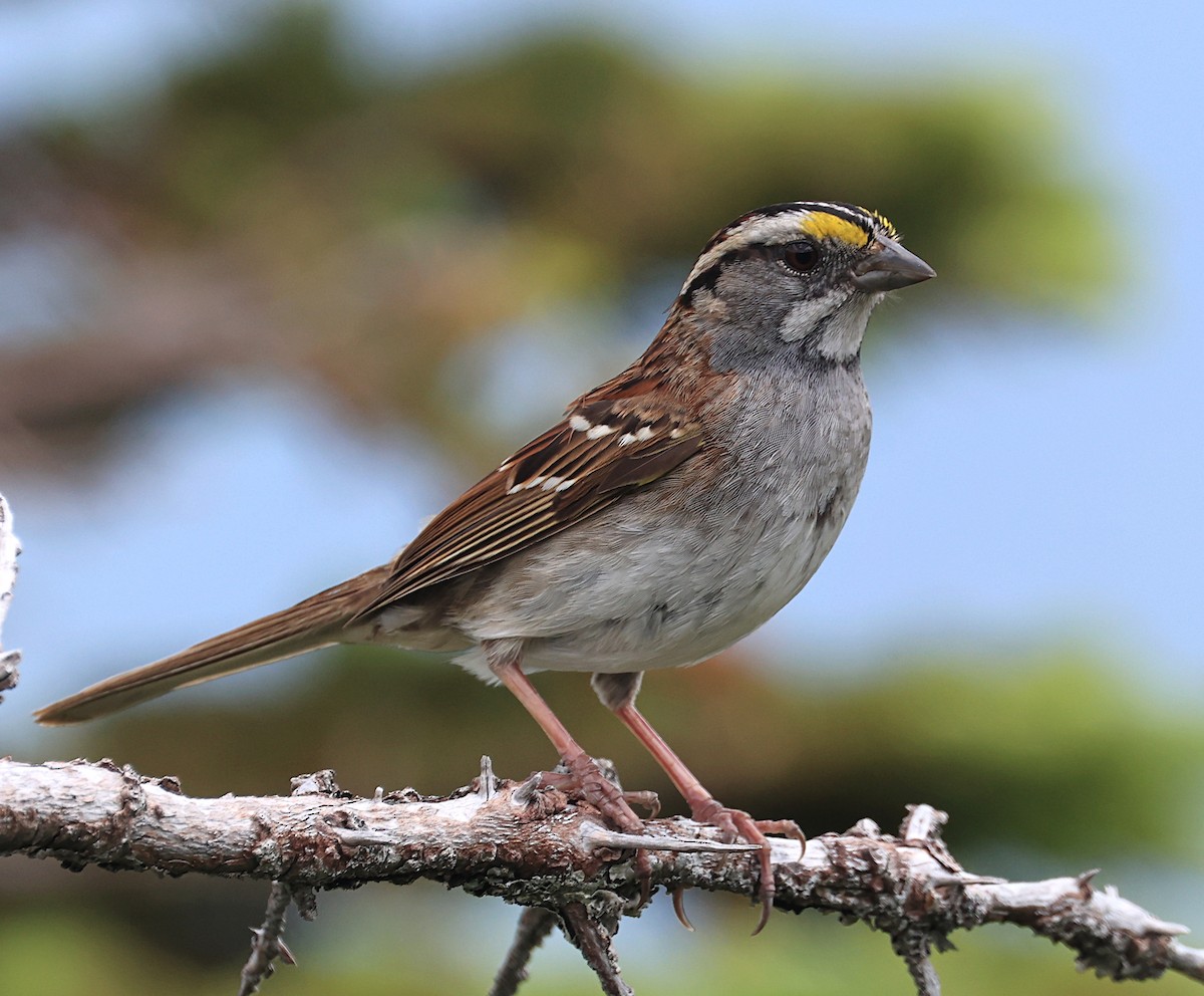 White-throated Sparrow - ML620613424