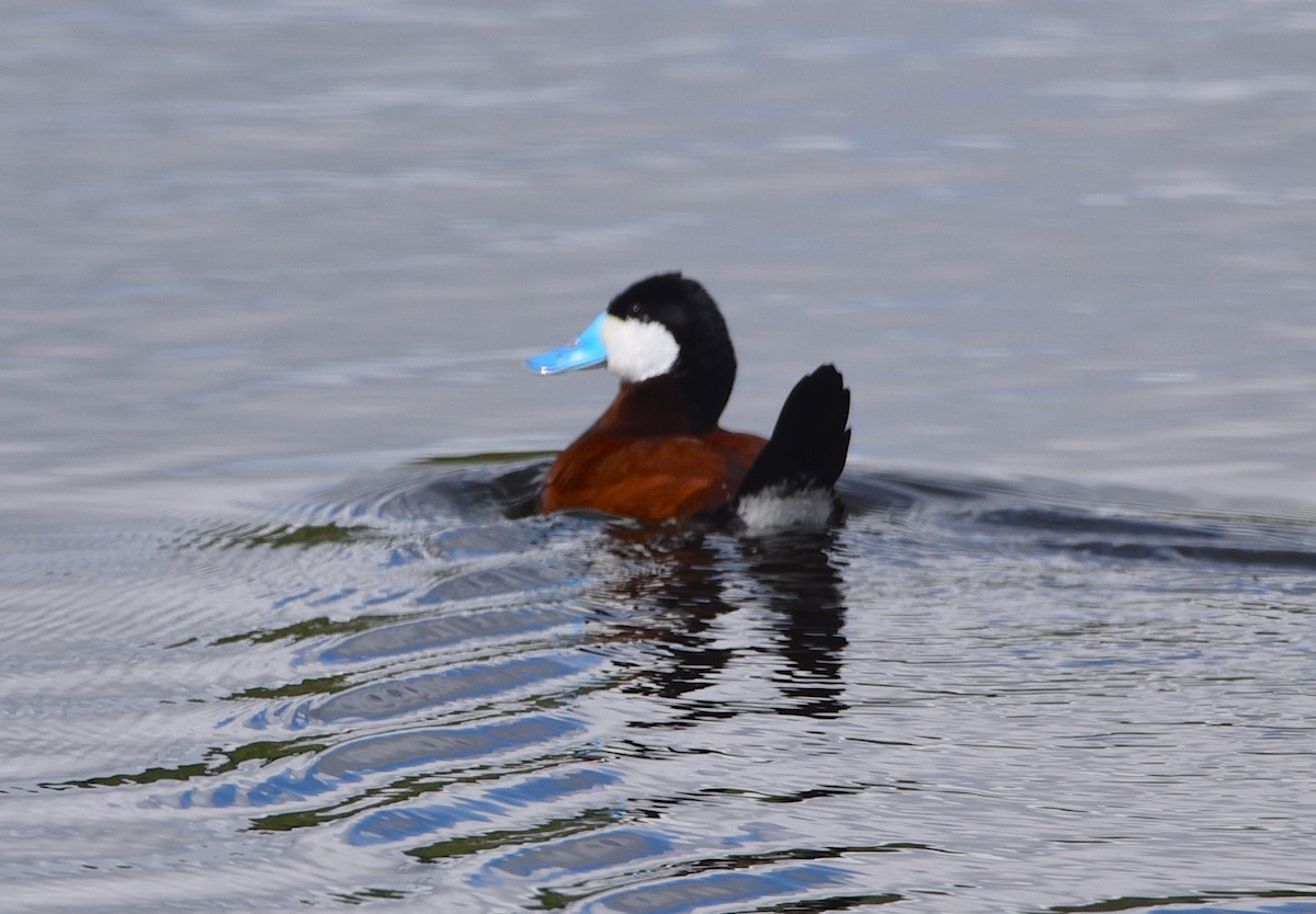 Ruddy Duck - ML620613425